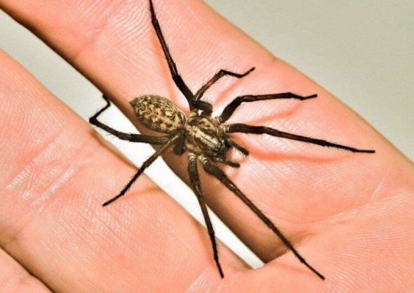 Какие виды пауков живут в квартирах России: вы их точно видели - Hi-News.ru