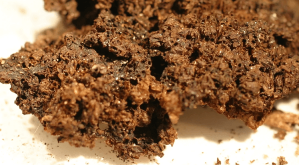 Мухи способны проникать в гробы на глубине до 2 метров, чтобы откладывать там яйца - Hi-News.ru