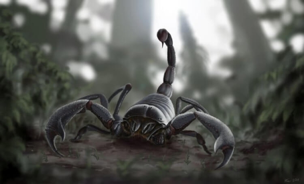 Почему 300 миллионов лет назад на Земле жили гигантские насекомые - Hi-News.ru