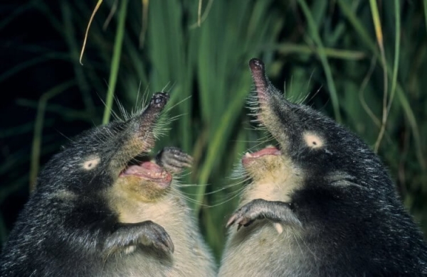 5 удивительных животных, которые живут только в России - Hi-News.ru