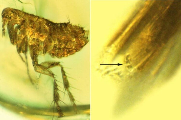 Янтарь за миллион евро использовали как подпорку для дверей - Hi-News.ru