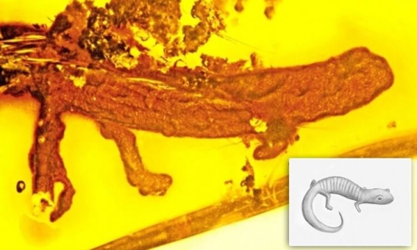 Янтарь за миллион евро использовали как подпорку для дверей - Hi-News.ru