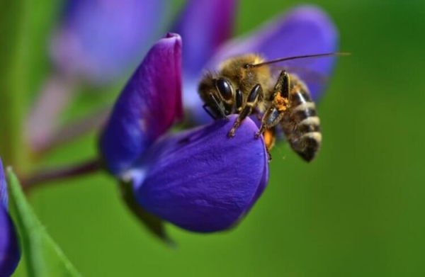 Почему растения зеленые? Ответ сложнее, чем вы думаете - Hi-News.ru