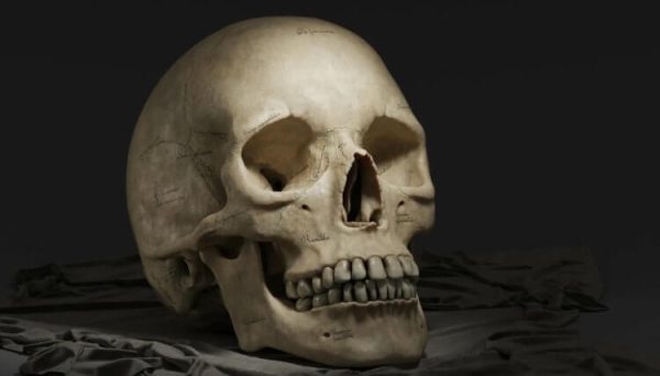 Череп нужен не только для защиты мозга &mdash; ученые нашли функцию, о которой никто не подозревал - Hi-News.ru