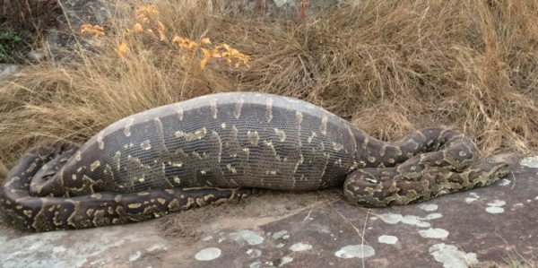 Как питоны заглатывают людей целиком и не рвутся на части - Hi-News.ru