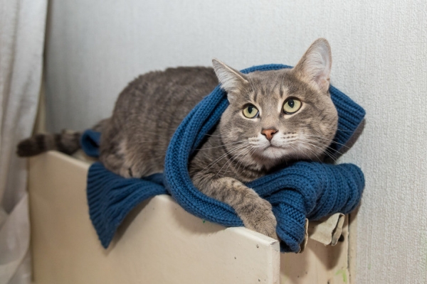 Когда включат отопление в Новосибирске &mdash; изучаем статистику и прогнозы