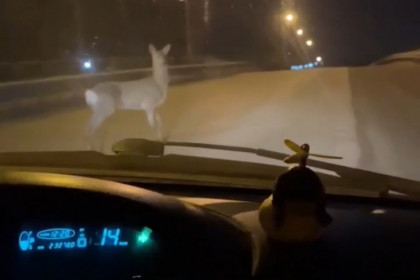 Мертвую косулю выбросило на берег Обского моря в Новосибирске