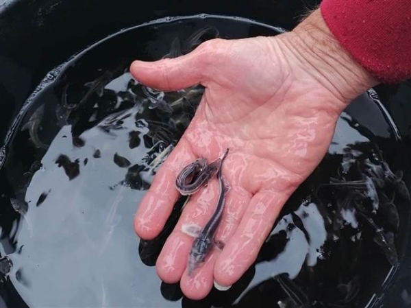 Эколого-аналитические лаборатории АО "Транснефть - Приволга" за девять месяцев 2024 года выполнили около 30 тыс. исследований