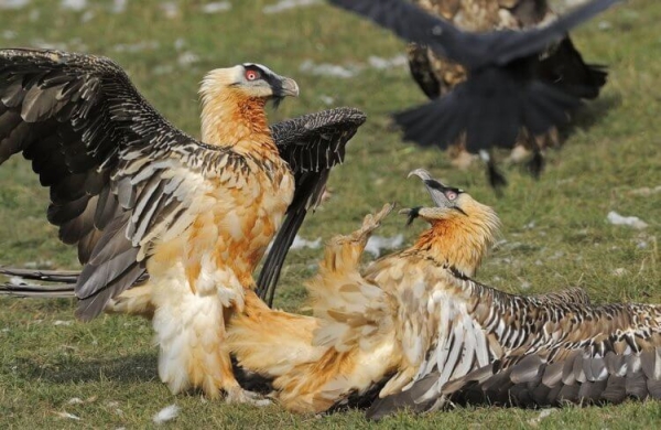 Самые брутальные птицы в мире: они красят перья в цвет крови и питаются костями - Hi-News.ru