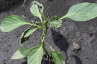 Жара +39, дожди и грозы: точный прогноз на июнь-2023 составили синоптики Новосибирска