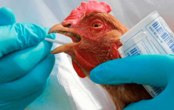 Вирус птичьего гриппа поразил тысячи коров в США. Опасно ли это для нас и почему так получилось - Hi-News.ru