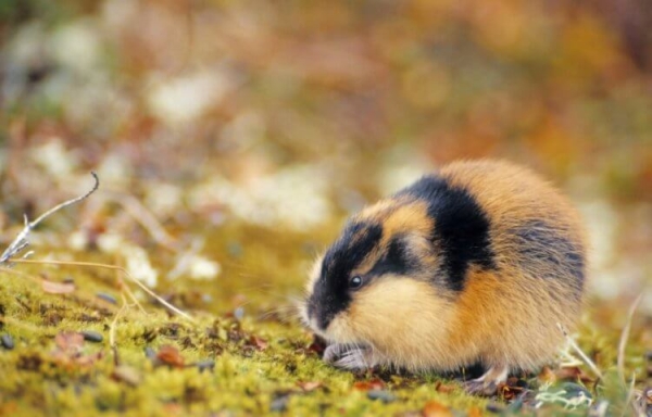 5 удивительных животных, которые живут только в России - Hi-News.ru