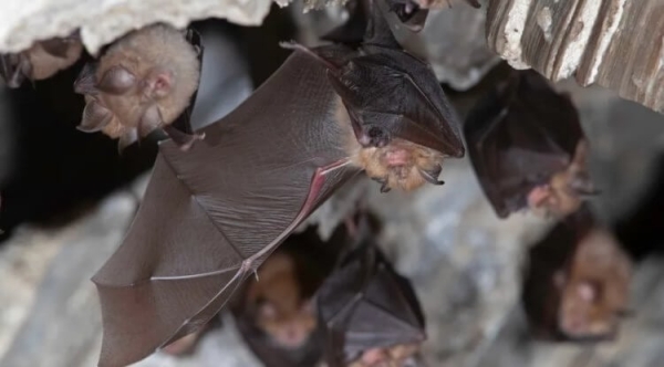 Какое животное за раз рождает до 300 миллионов детенышей? - Hi-News.ru