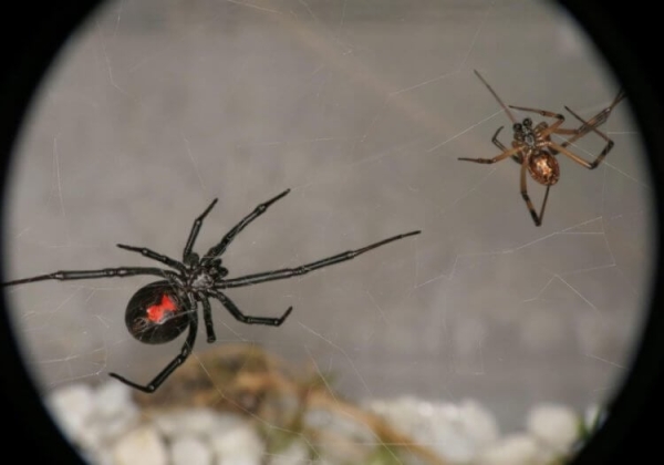 Ядовитый паук черная вдова уже в России: как его узнать и чем лечат укусы - Hi-News.ru