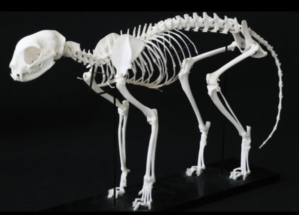 Как кошкам удается протискиваться сквозь самые узкие щели — вот, в чем их секрет - Hi-News.ru