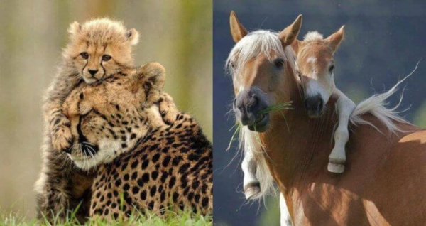 Какое животное за раз рождает до 300 миллионов детенышей? - Hi-News.ru