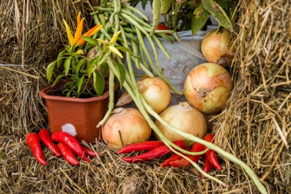 Сроки уборки лука и чеснока назвал агрохимик Мармулев