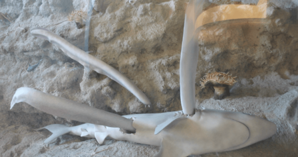 Тихоокеанская миксина — древнее глубоководное существо, которое способно задушить акулу - Hi-News.ru