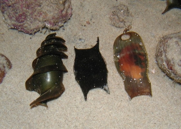 5 животных, размножение которых никто не видел вживую - Hi-News.ru