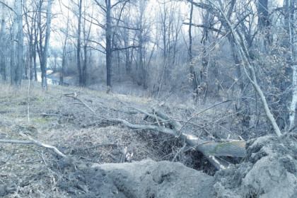 Дикая куница пришла в огороды к жителям Бугров в Новосибирске