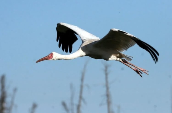 5 удивительных животных, которые живут только в России - Hi-News.ru