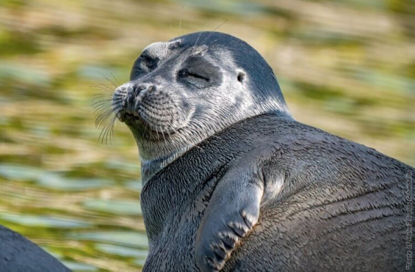 5 удивительных животных, которые живут только в России - Hi-News.ru