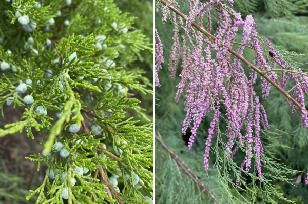 Омичей зовут ощутить аромат, замедляющий старение