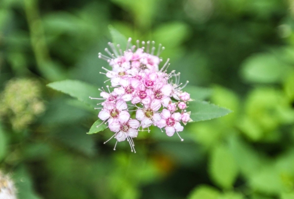 Омичей зовут ощутить аромат, замедляющий старение